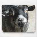 Recherche de chevres tapis souris Animal