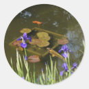 Recherche de koi fish autocollants Carpe