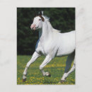 Recherche de peinture de cheval cartes postales Exécution