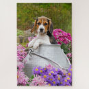 Recherche de chien beagle puzzles Animal de compagnie