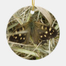 Recherche de papillon ornements Photographie