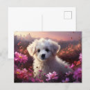 Recherche de champions cartes postales Pour lui