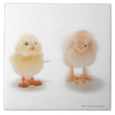 Recherche de poulet bébé carreaux Animal