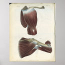 Recherche de muscle humain posters Anatomie