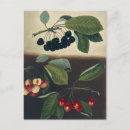 Recherche de illustrations botaniques cartes postales Fruit