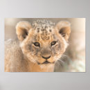 Zoek naar leeuw fotografie Grote kat