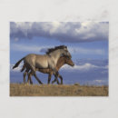 Recherche de exécution cartes postales Cheval