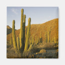 Recherche de schaf magnete Emplacement