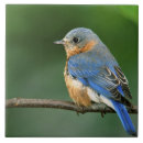 Recherche de flou carreaux Nature