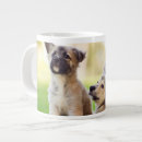 Recherche de chiot berger tasses Chien