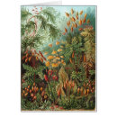 Recherche de ernst cartes postales 1904