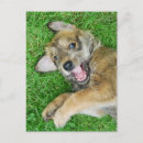 Recherche de chien berger cartes postales Mignon