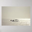 Zoek naar walvis staart posters Natuur