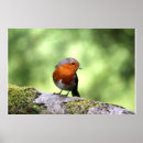 Zoek naar roodborstje posters Vogel