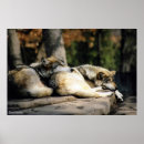 Recherche de chien de loup posters Imprimer