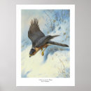 Recherche de oiseau de vol posters Aquarelle