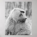 Zoek naar baviaan posters Natuur