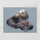 Recherche de loutre de mer cartes postales Animal