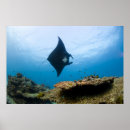 Recherche de manta posters Rayon