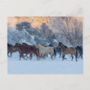 Recherche de chevaux sauvages cartes postales Quart de cheval