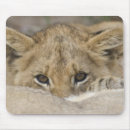 Recherche de petit animal lion tapis souris Zoo