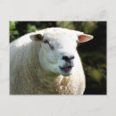 Zoek naar rammen posters Boerderijen