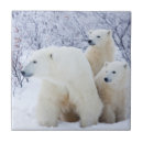 Zoek naar cube tegels Noordpoolgebied