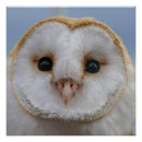 Recherche de plume de hibou posters Animal