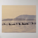 Recherche de orque posters Animal