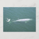 Recherche de baleine grise cartes postales Californie