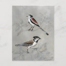 Recherche de argenté cartes postales Animaux