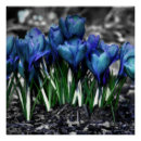 Zoek naar krokus posters Floreel