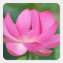 Recherche de plantes aquatiques autocollants Lotus