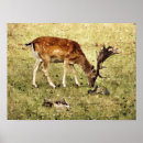 Recherche de daim posters Nature