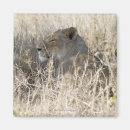 Recherche de parc national de kruger magnets Jour