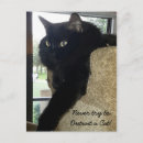 Zoek naar merlin briefkaarten Kat