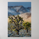 Recherche de vallée de la mort posters Désert de mojave