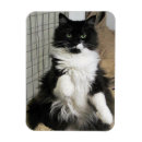 Recherche de miaou magnets Gris