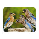 Recherche de ornithologie vœux cartes Photo d'oiseau
