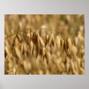 Recherche de avoine posters Agriculture