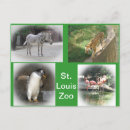 Recherche de zèbre autres Animaux