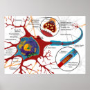 Zoek naar neuronen posters Cel