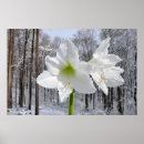 Zoek naar sneeuw wit posters Vakantie