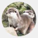 Recherche de loutre autocollants Mustélide