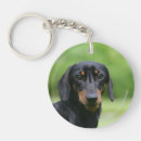 Recherche de teckels porteclés Teckel miniature lisse haired