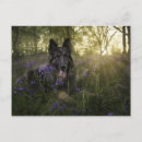 Recherche de chien de berger cartes postales Animal