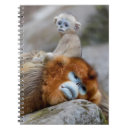 Recherche de singe bébé carnets Primate