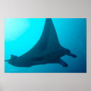 Recherche de manta ray posters Plongée