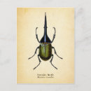 Zoek naar kevers briefkaarten Insect