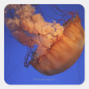 Recherche de ortie Nature